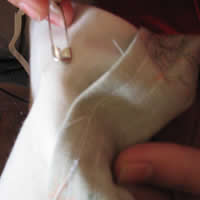 thread the elastic