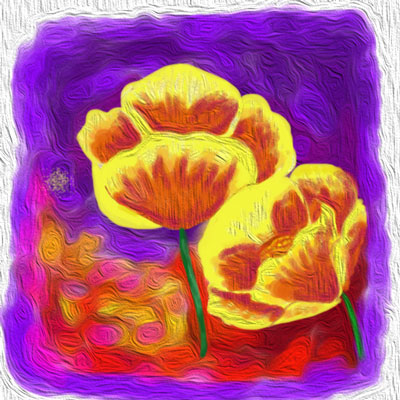 picture of a poppy flower