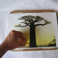 trace design using pencil and carbon paper to transfer baobab tree onto placemat board