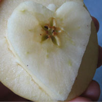 apple heart stamp